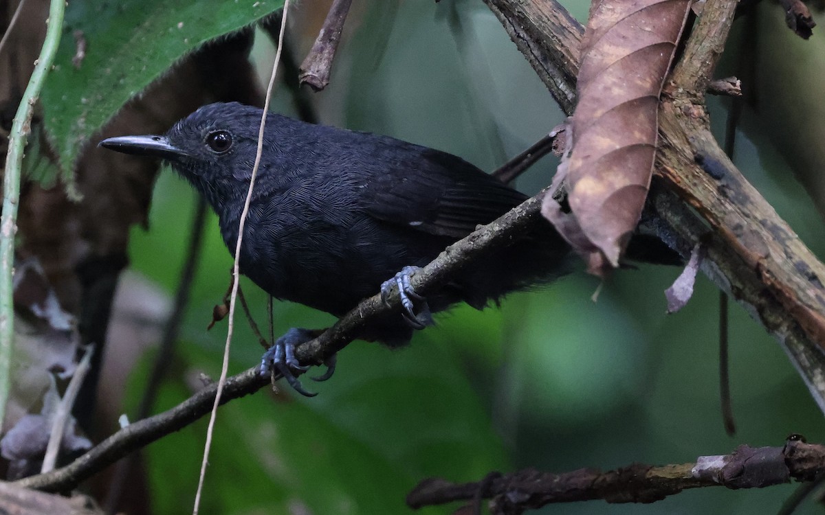 Riparian Antbird - ML620764068