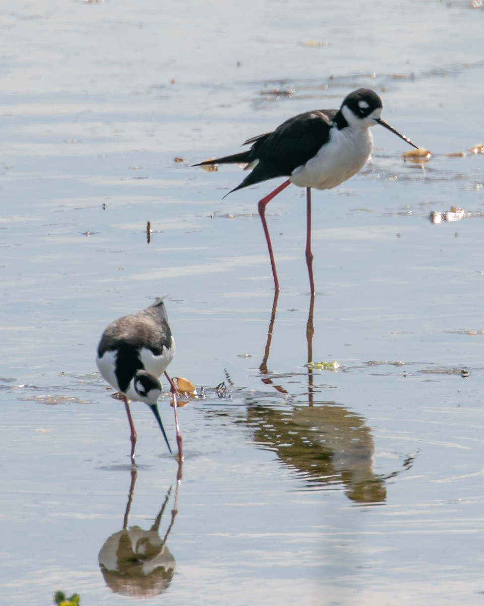 Black-necked Stilt - ML620764071