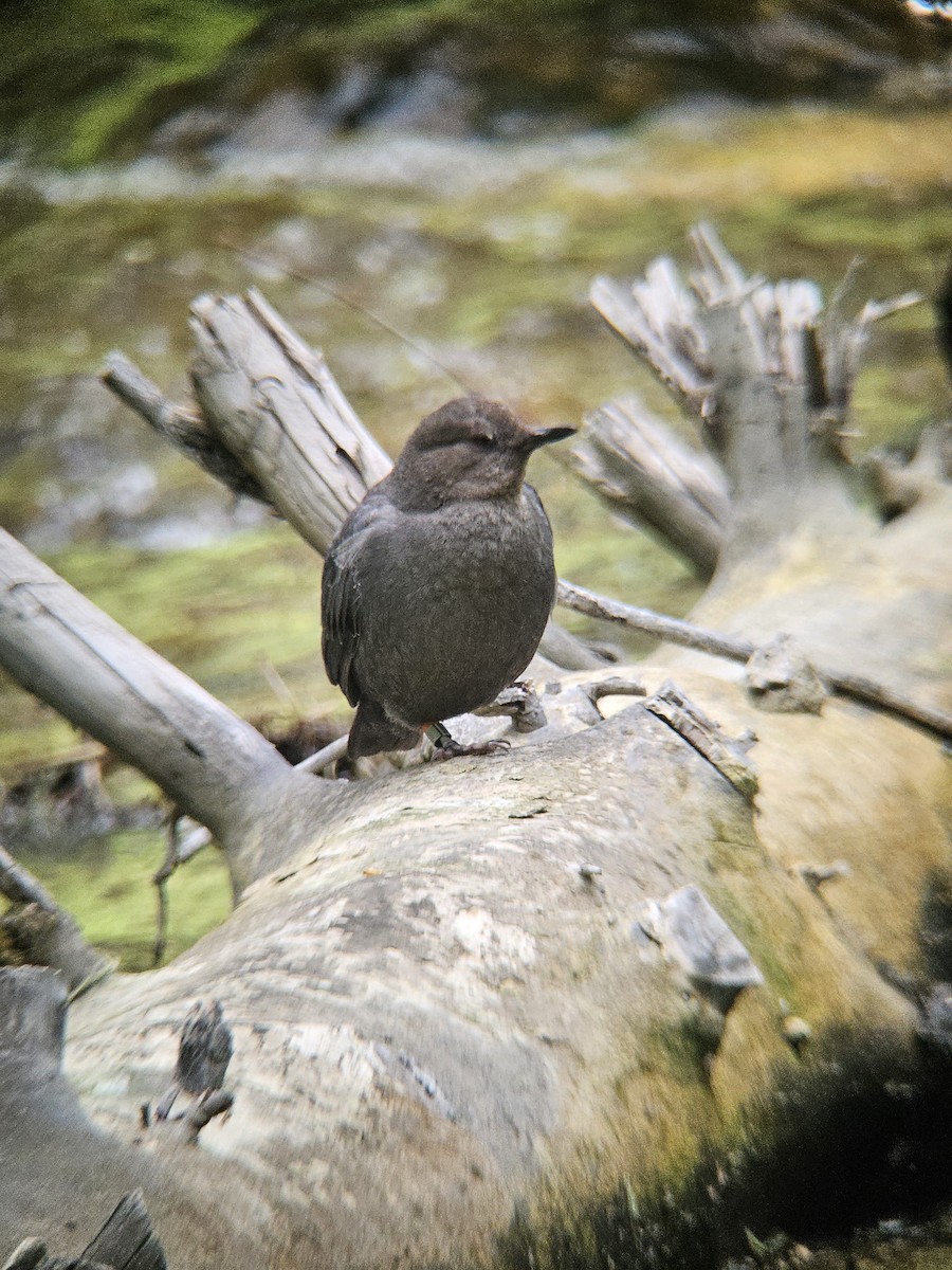 American Dipper - ML620764072