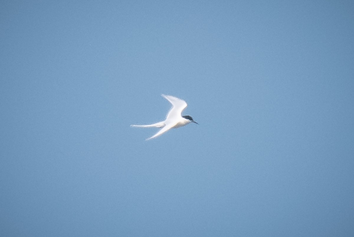 Roseate Tern - Chris Thomas