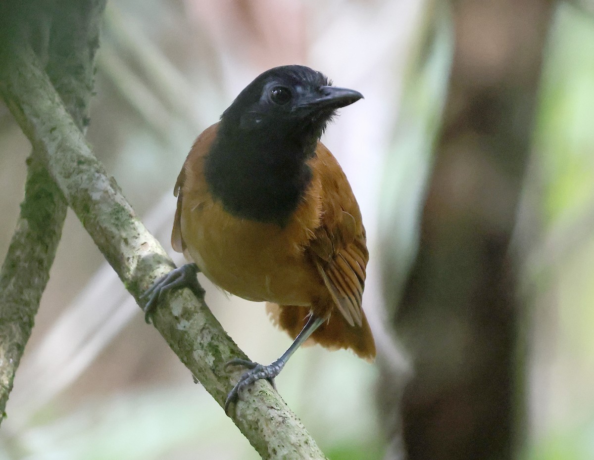 White-shouldered Antbird - ML620764077