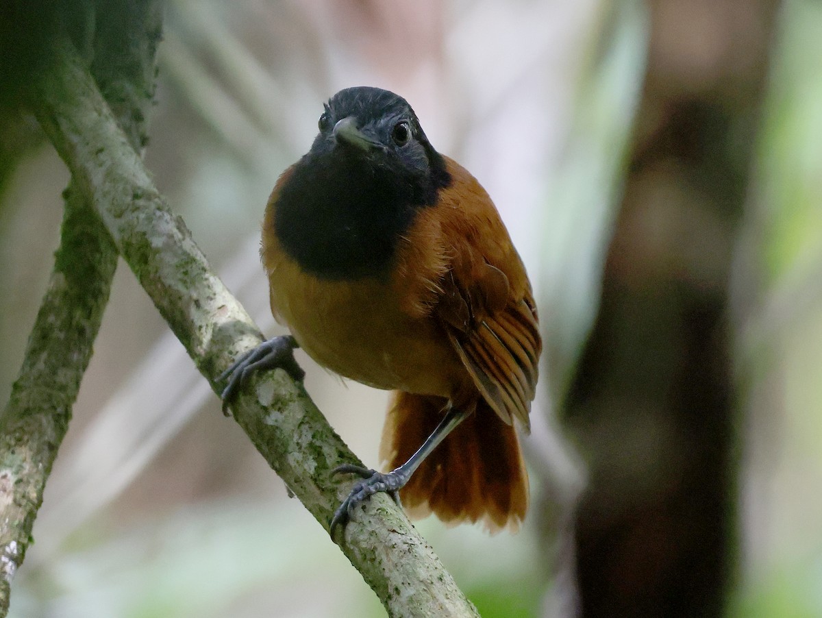 White-shouldered Antbird - ML620764078