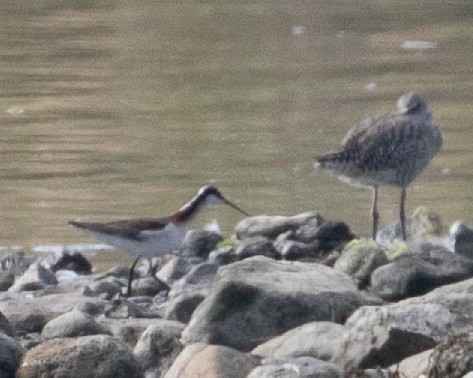 Phalarope de Wilson - ML620764081