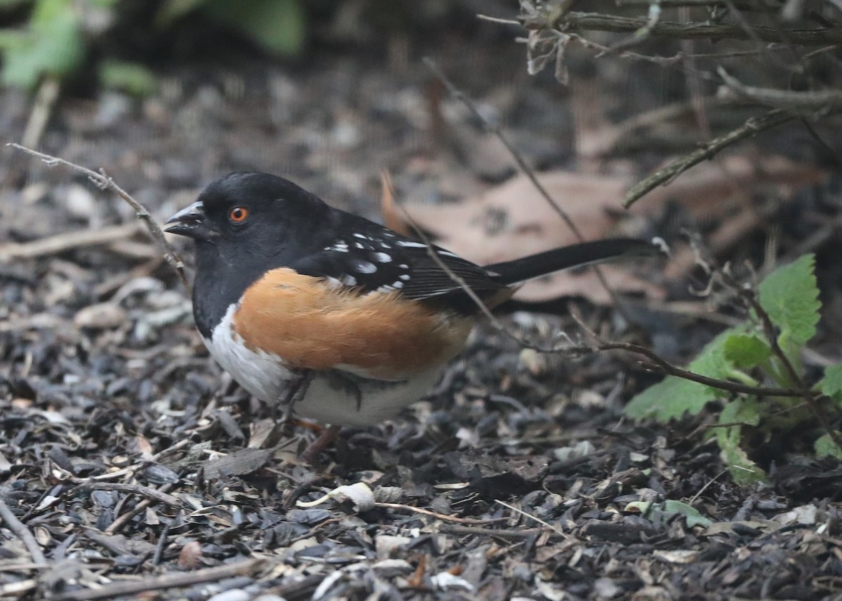 Spotted Towhee - ML620764089