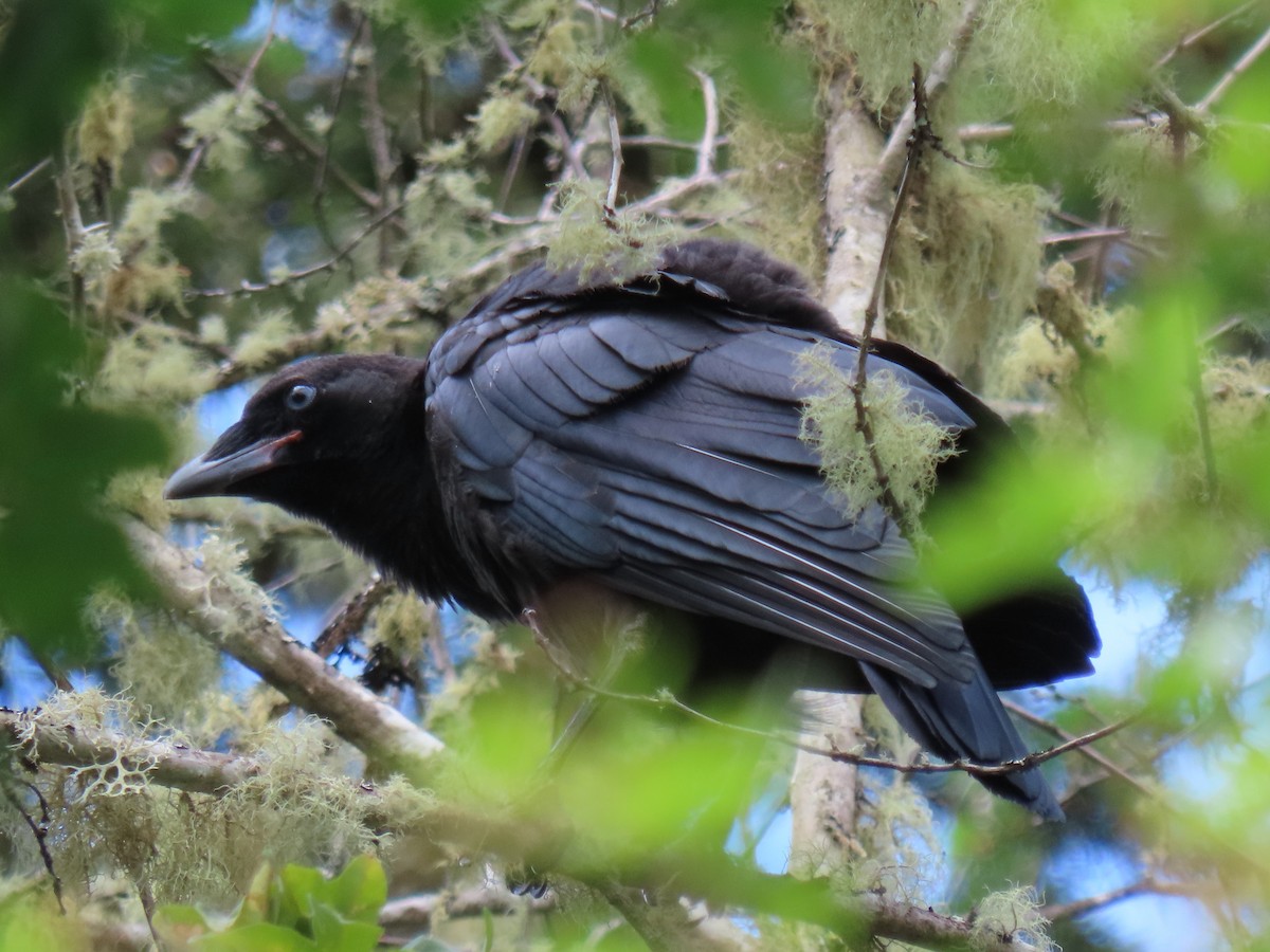 American Crow - ML620764090