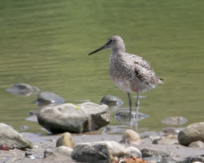 Willet - ML620764091