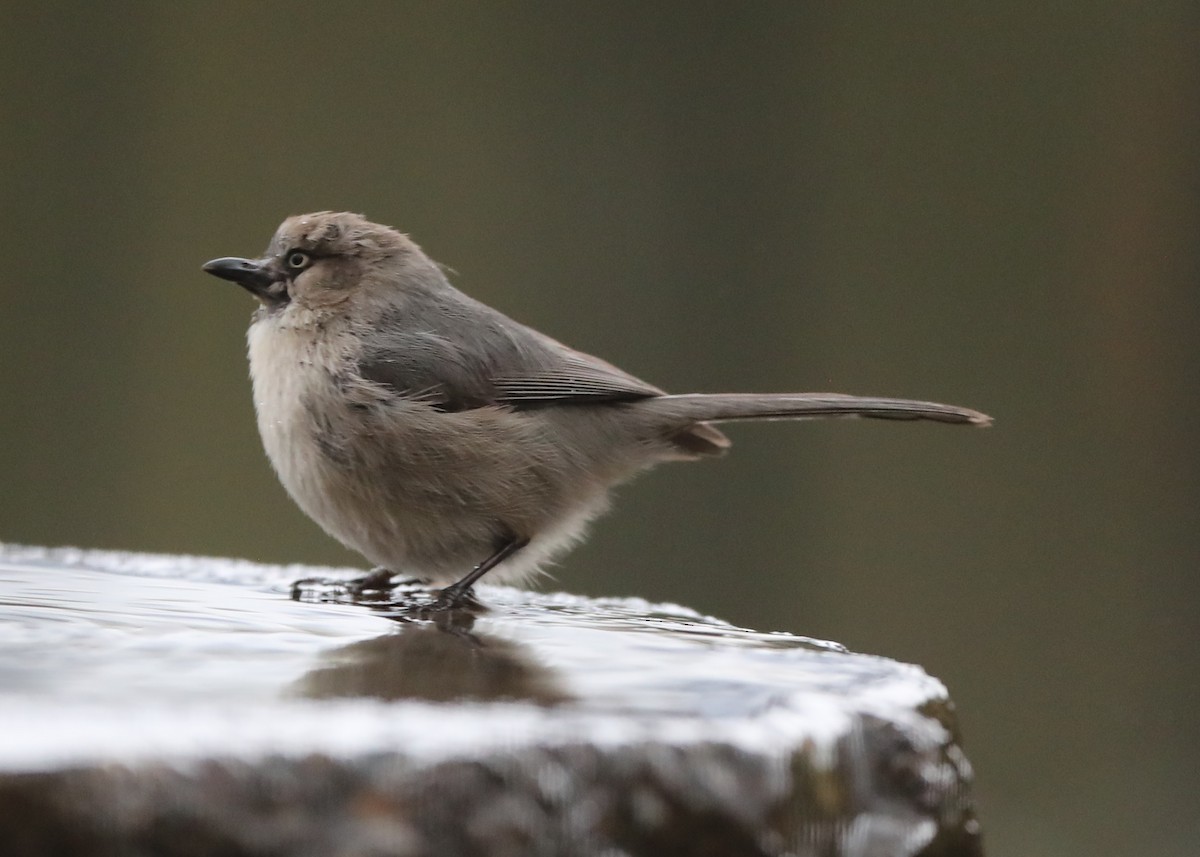 Bushtit - ML620764094