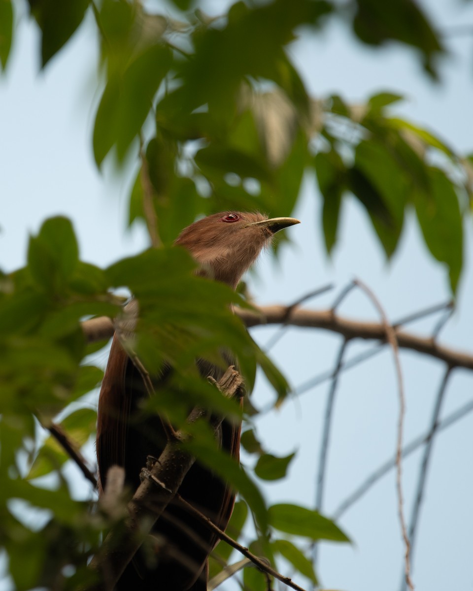 Squirrel Cuckoo - ML620764097