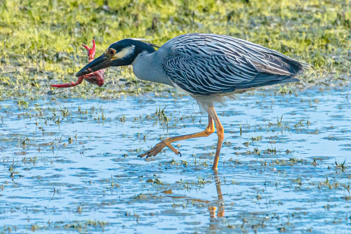 Yellow-crowned Night Heron - ML620764098