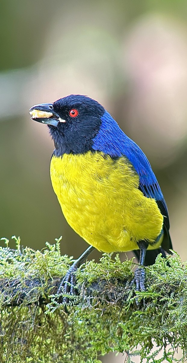 Hooded Mountain Tanager - ML620764102