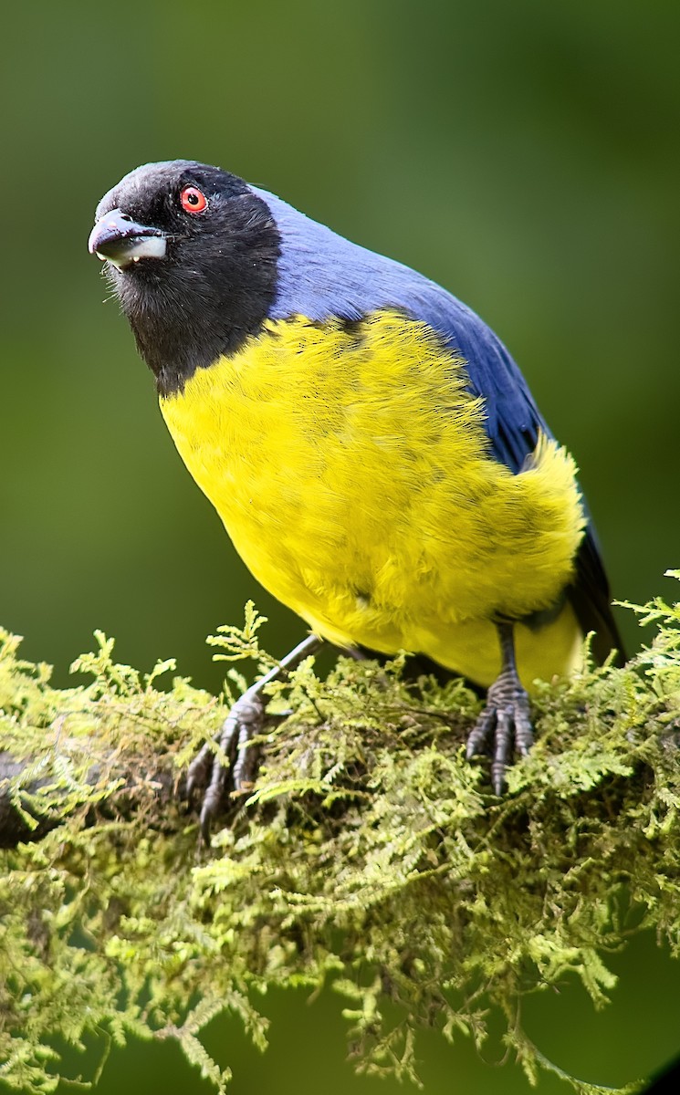 Hooded Mountain Tanager - ML620764104