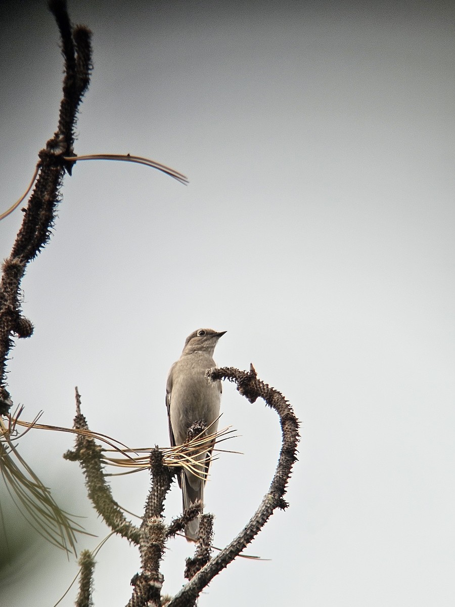 Townsend's Solitaire - ML620764106