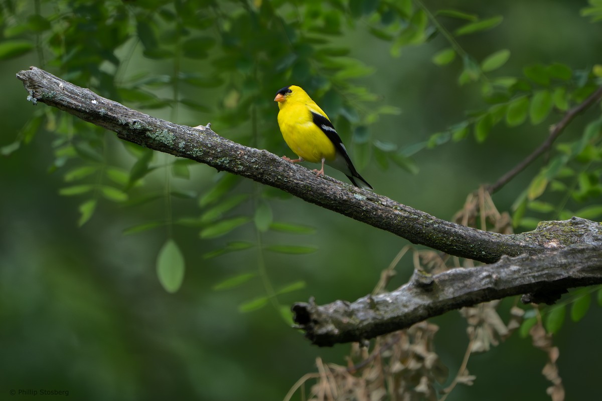 Chardonneret jaune - ML620764108