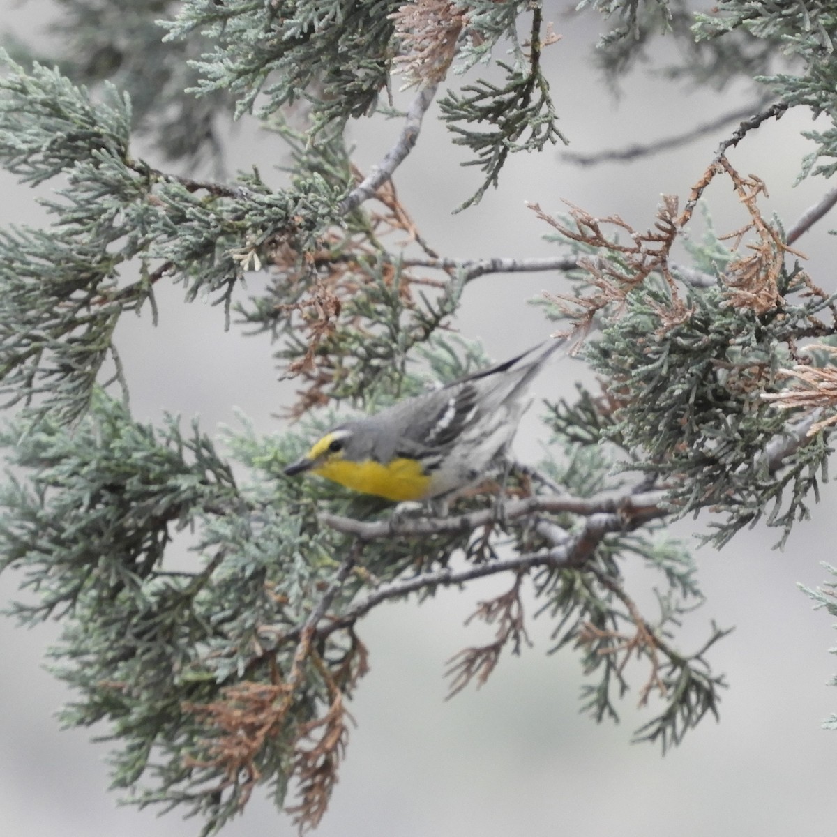 Grace's Warbler - Kyleigh Godsey