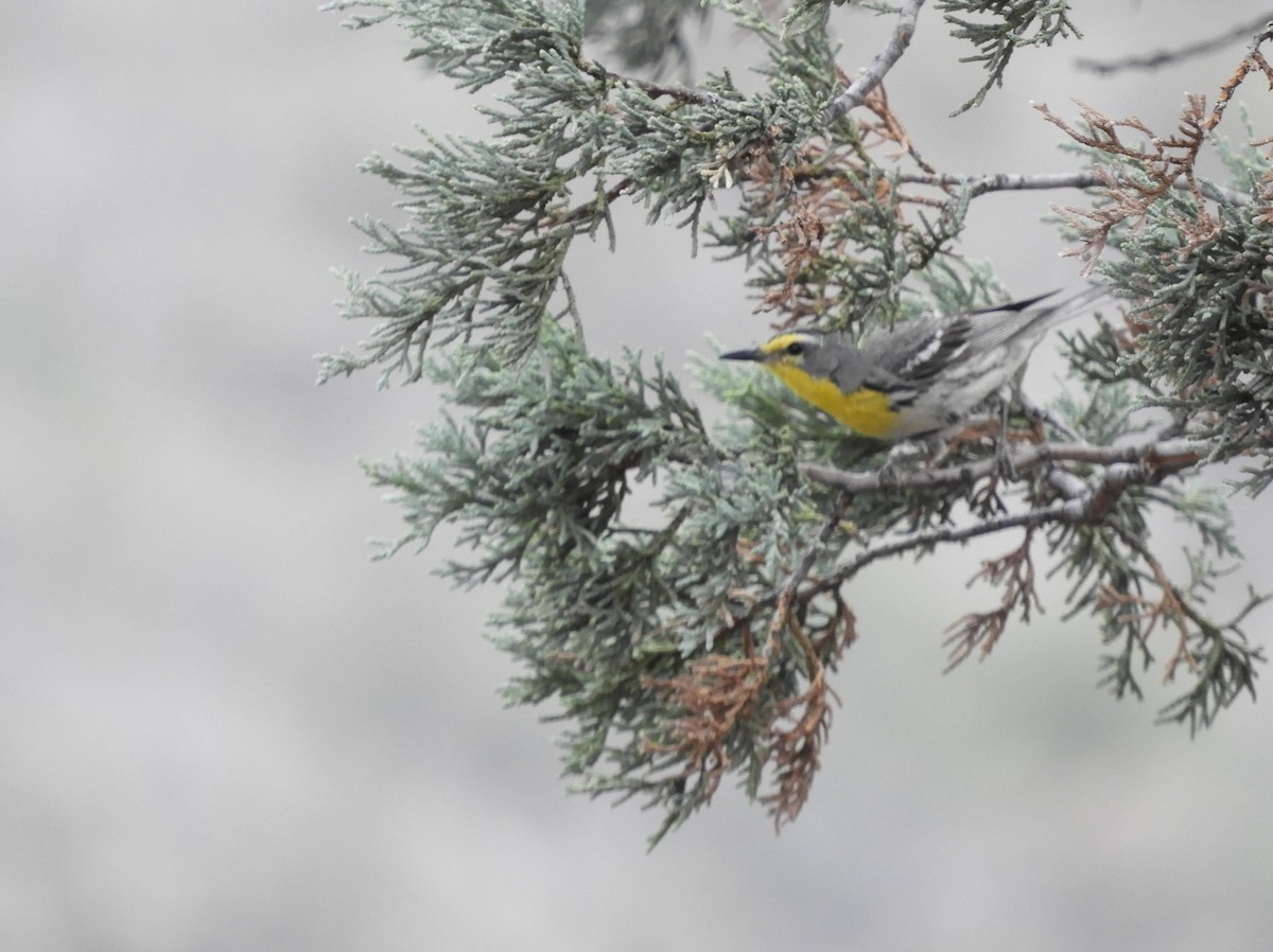 Grace's Warbler - ML620764111