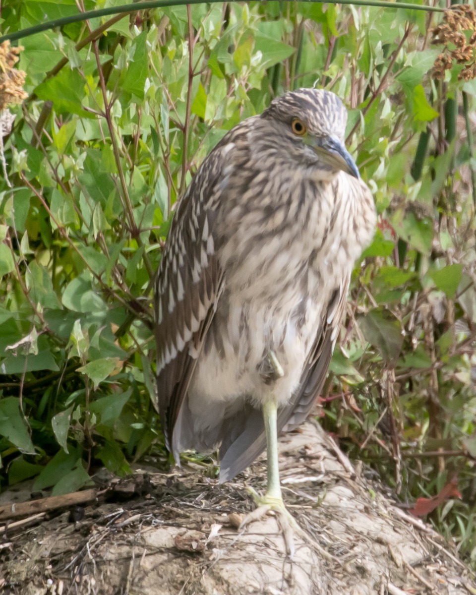 Black-crowned Night Heron - ML620764112