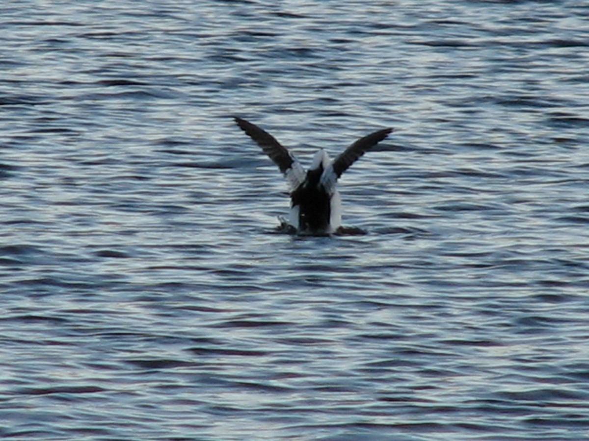 Bufflehead - ML620764116