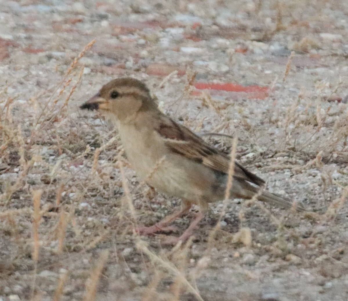 House Sparrow - ML620764119