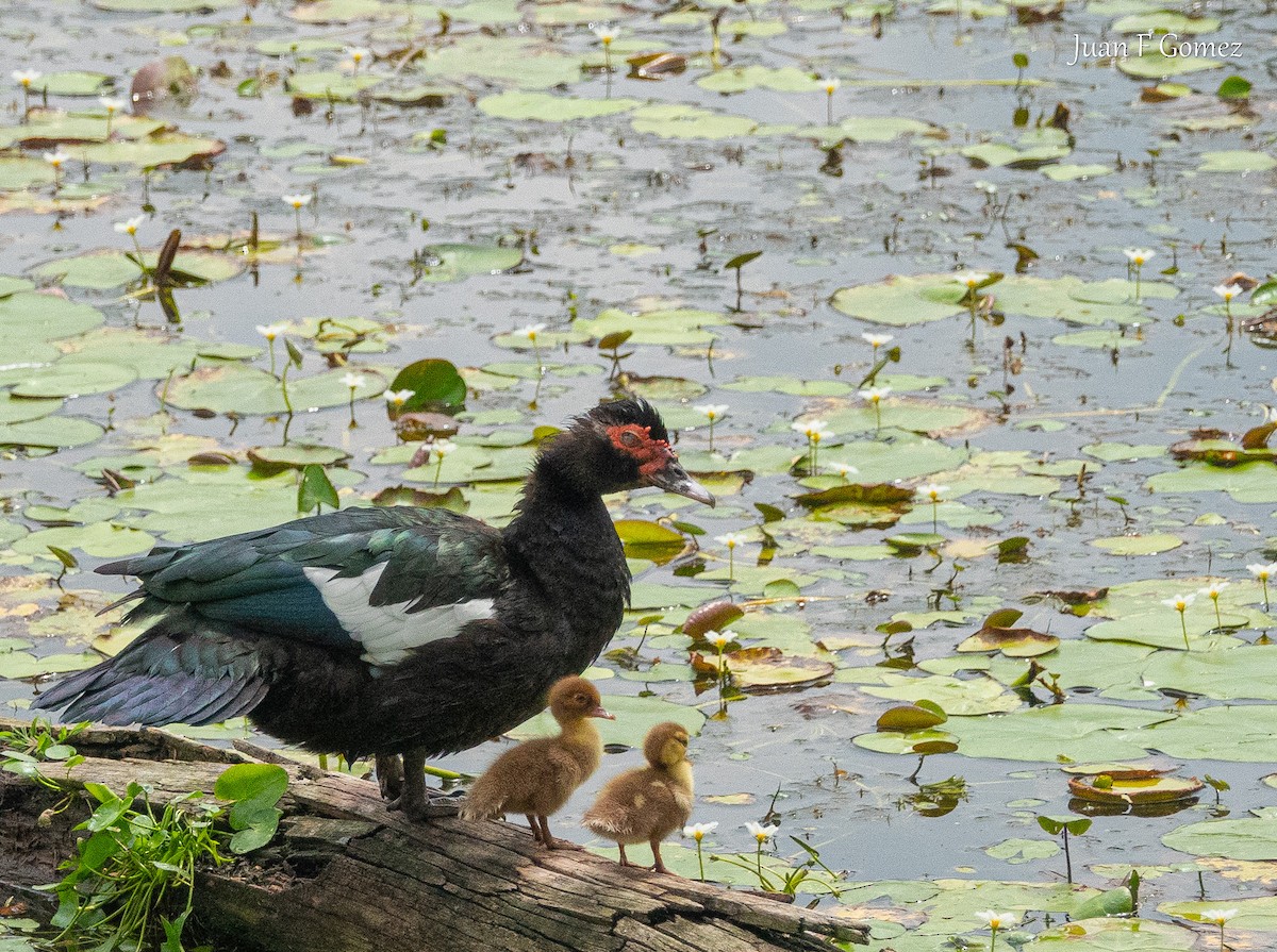 Muscovy Duck (Domestic type) - ML620764120