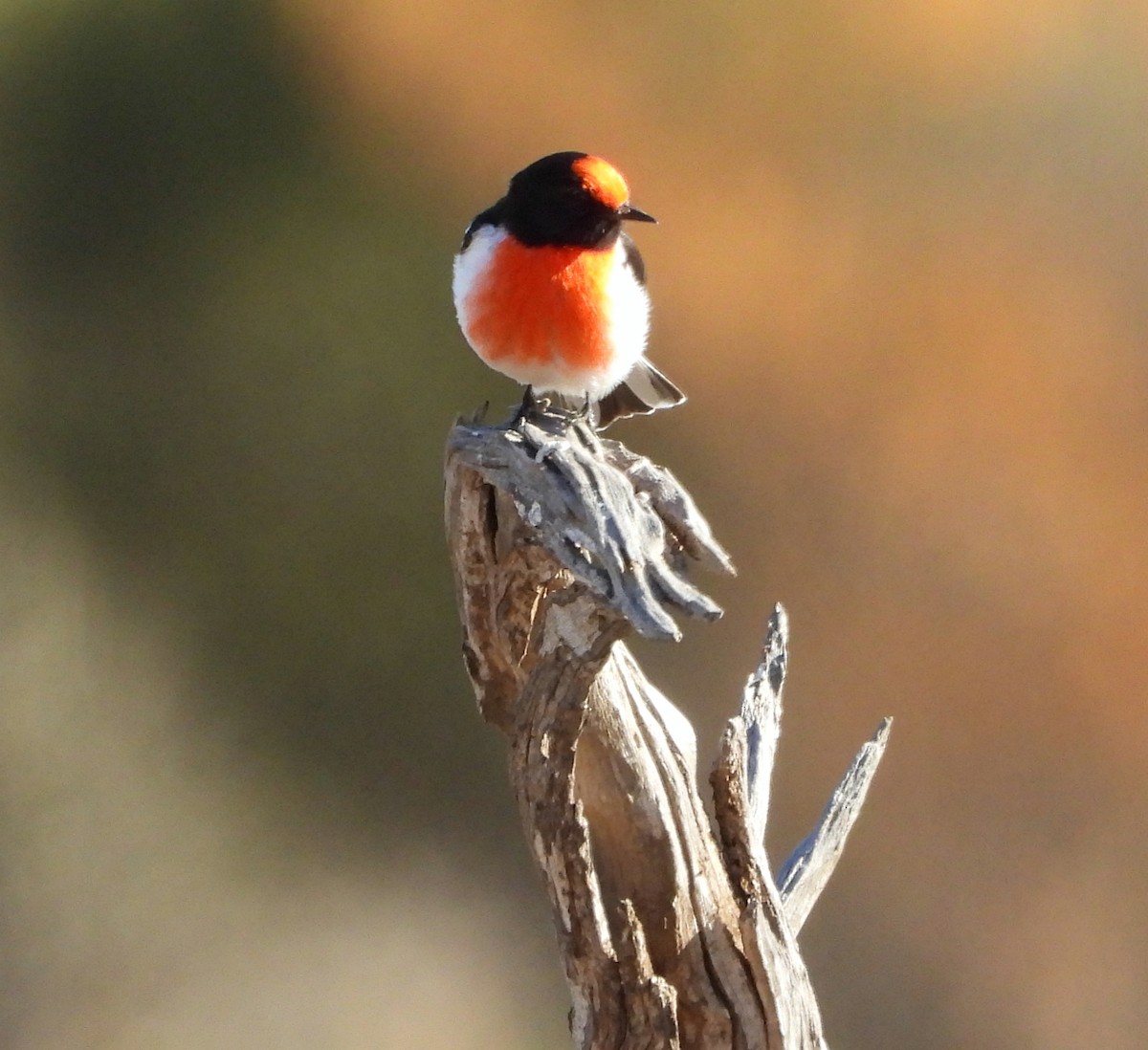 Red-capped Robin - ML620764121