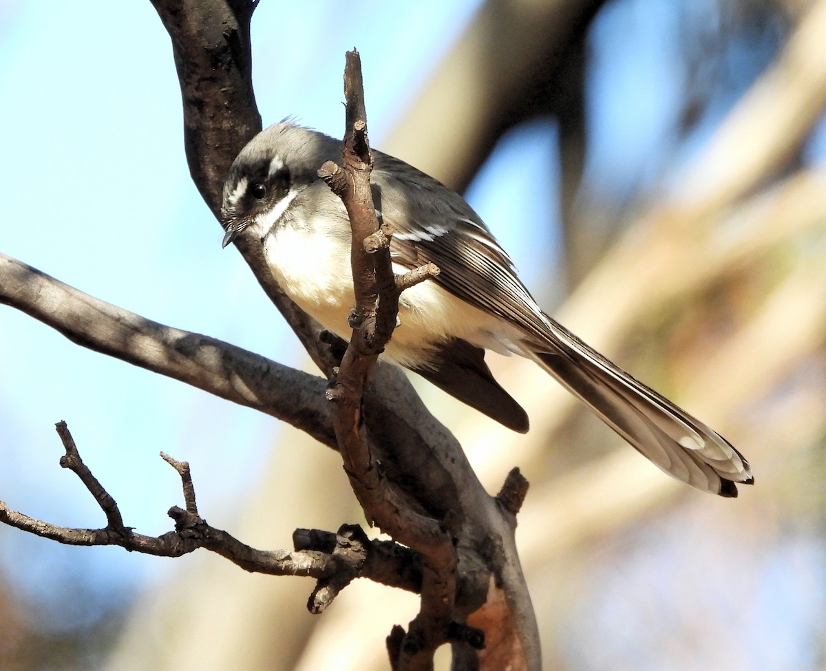 Gray Fantail - ML620764123