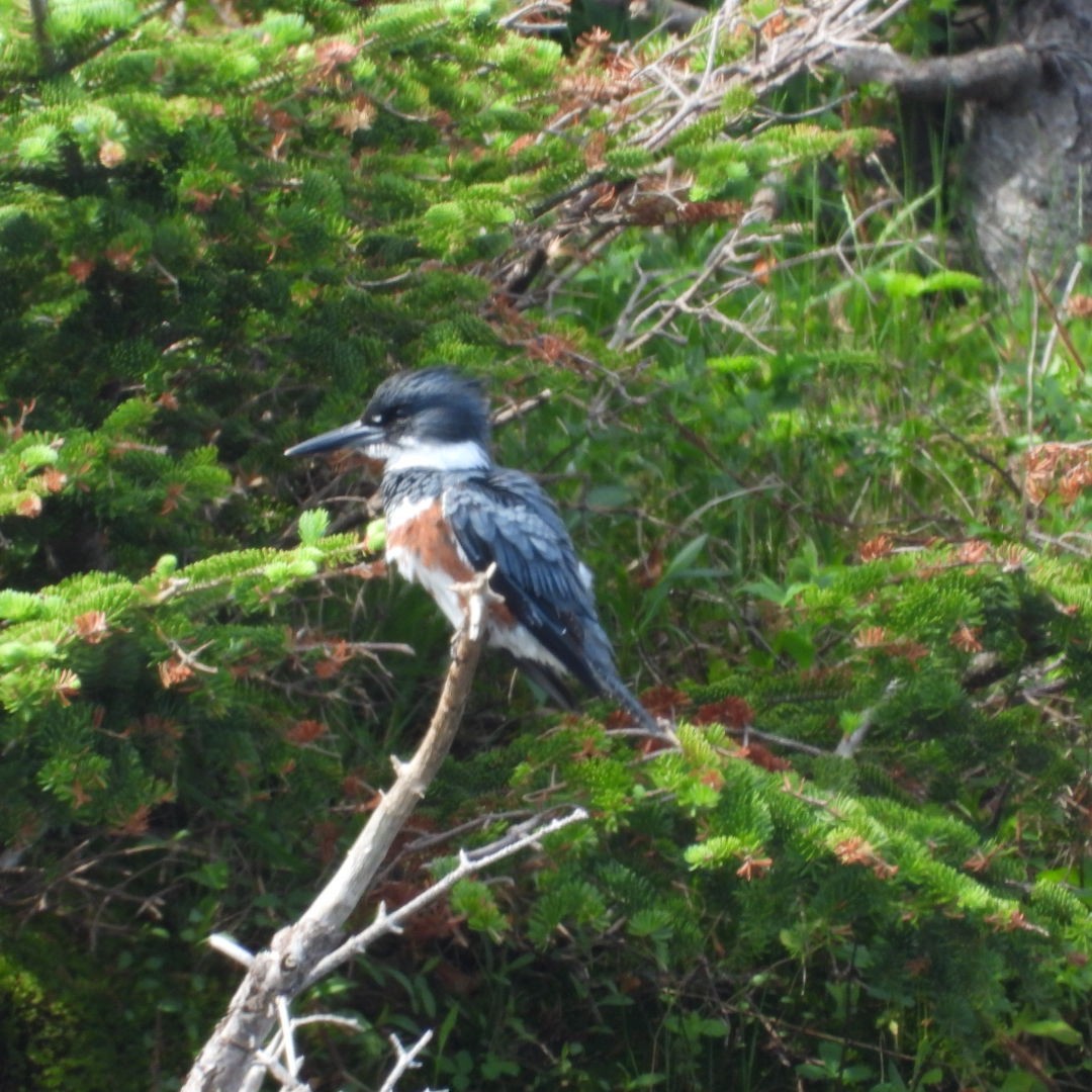 Belted Kingfisher - ML620764125