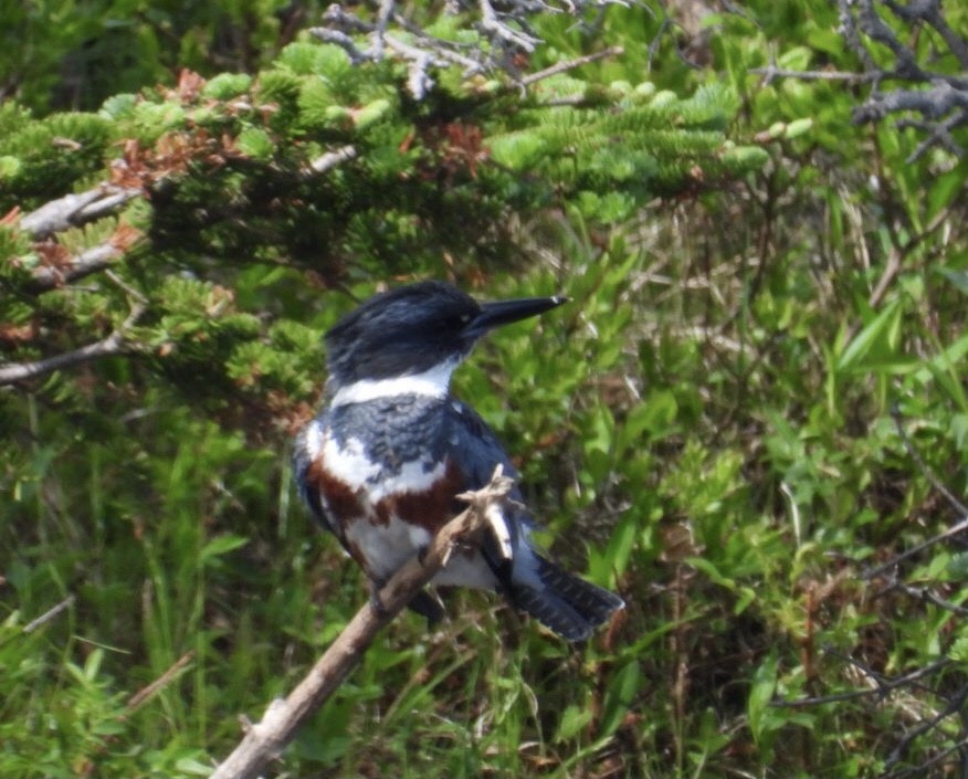 Belted Kingfisher - ML620764126