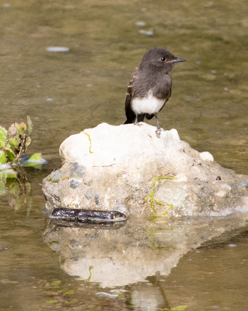 Black Phoebe - ML620764130