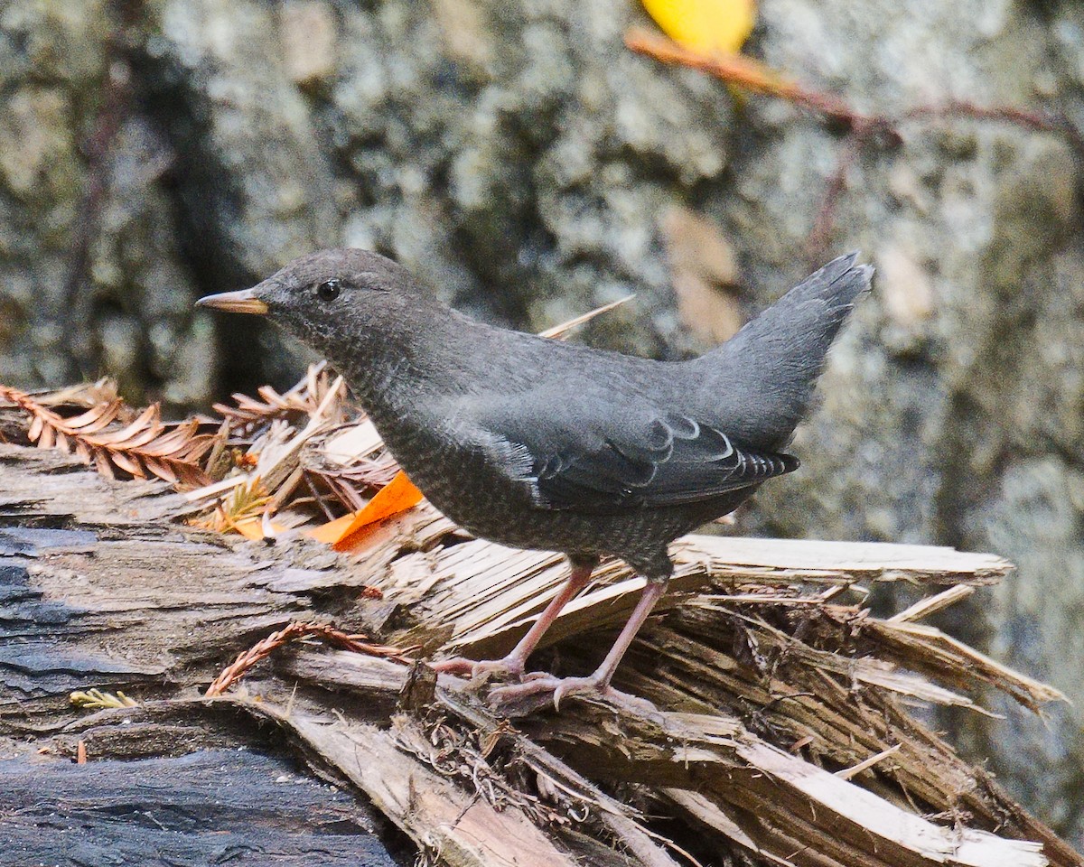 American Dipper - Michael Rieser