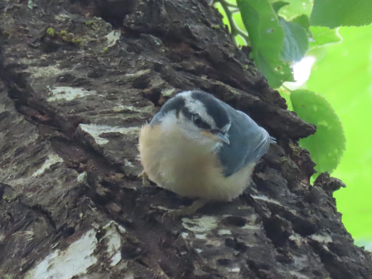 Red-breasted Nuthatch - Nancy Stotz