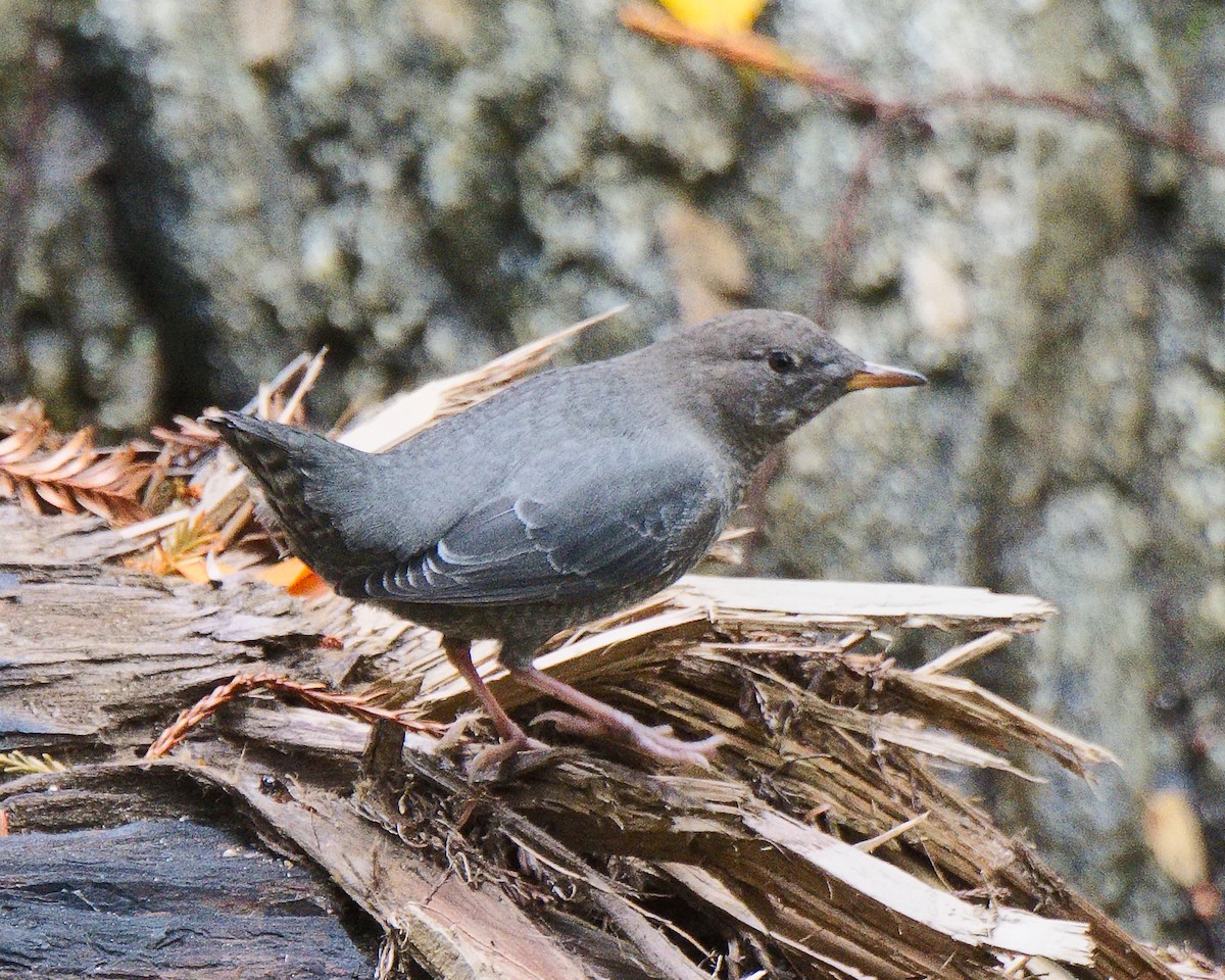 American Dipper - ML620764151