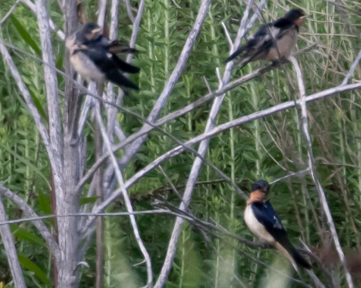 Barn Swallow - ML620764152