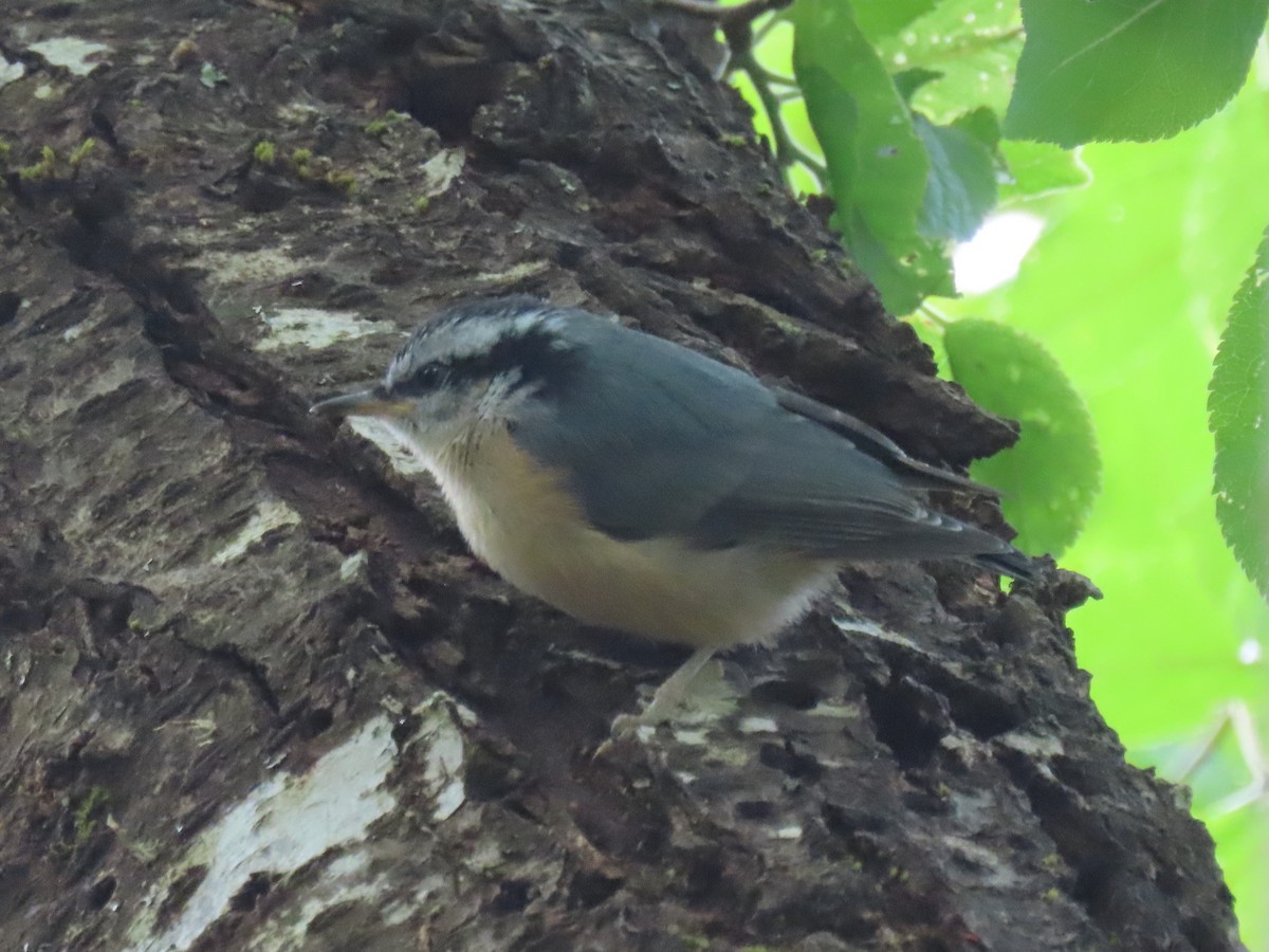 Red-breasted Nuthatch - ML620764153