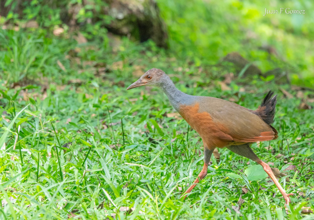 Gray-cowled Wood-Rail - ML620764154