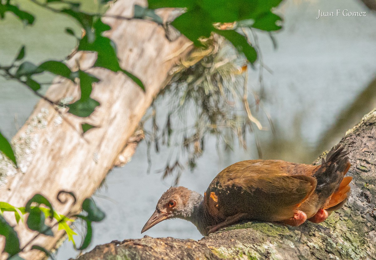 Gray-cowled Wood-Rail - Juan Fernando Gomez Castro