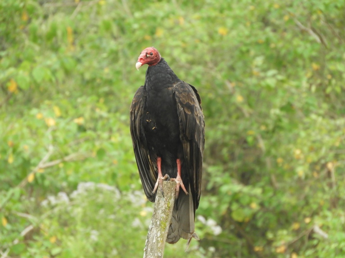 Turkey Vulture - ML620764158