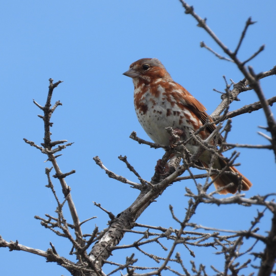 Fox Sparrow - ML620764166