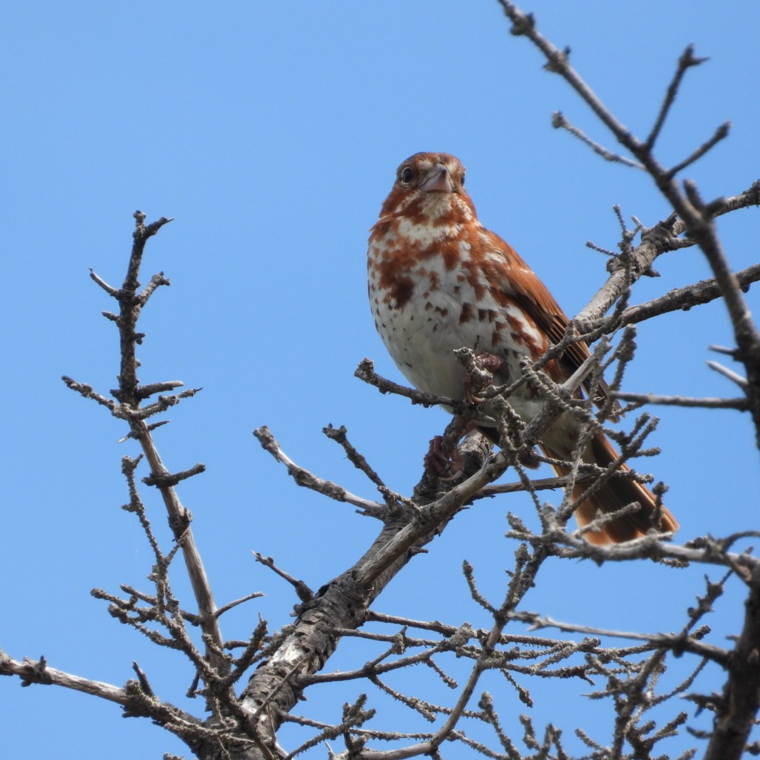 Fox Sparrow - ML620764167