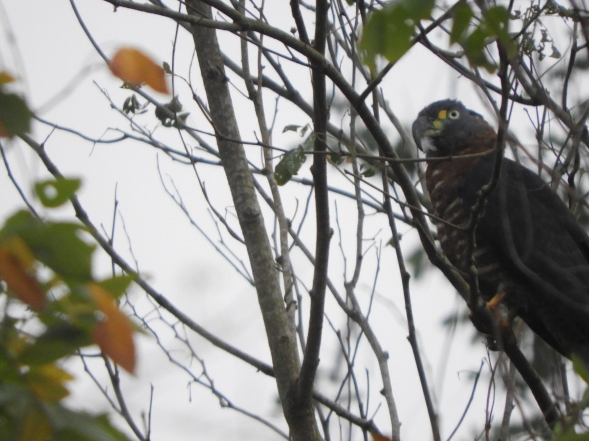 Hook-billed Kite - ML620764168