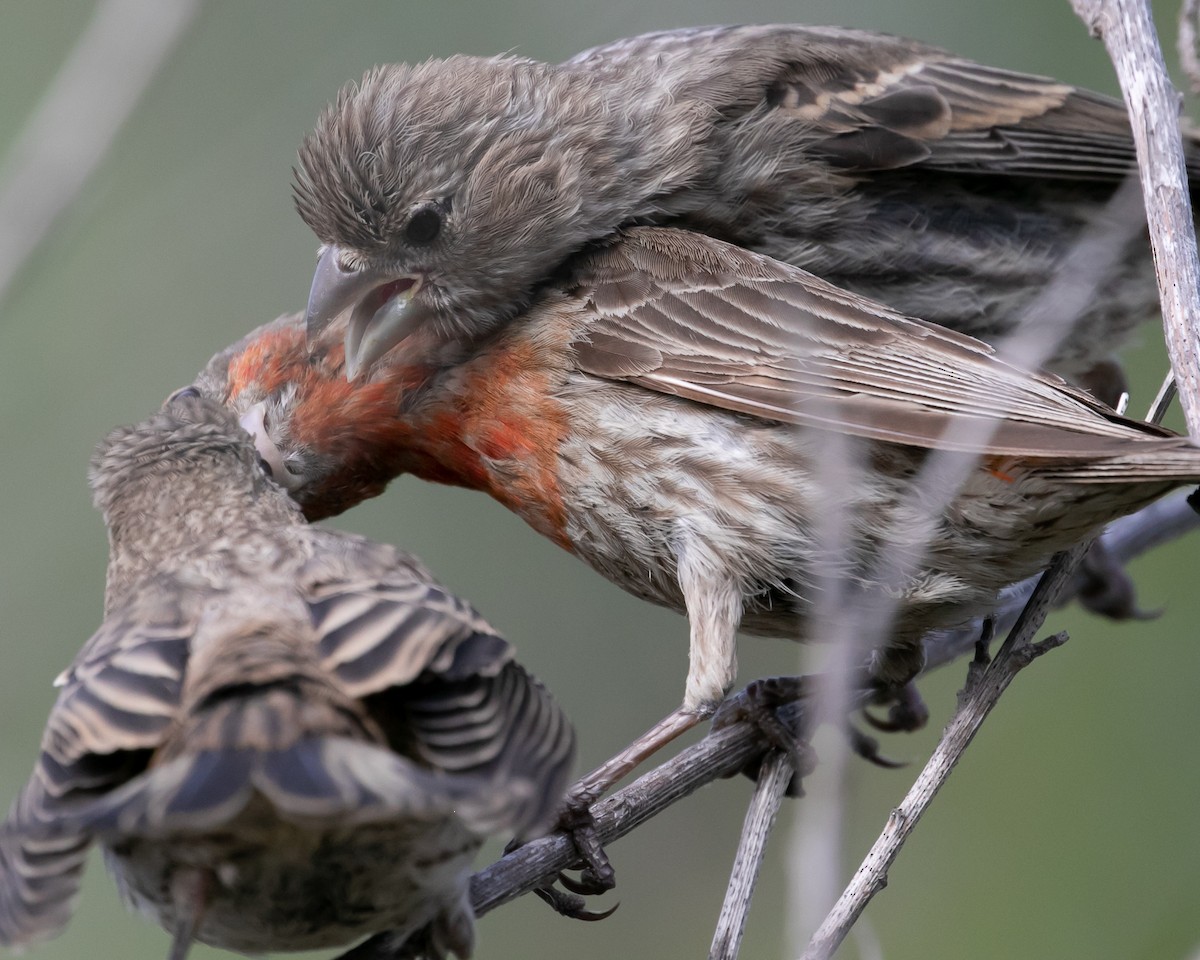 House Finch - ML620764176