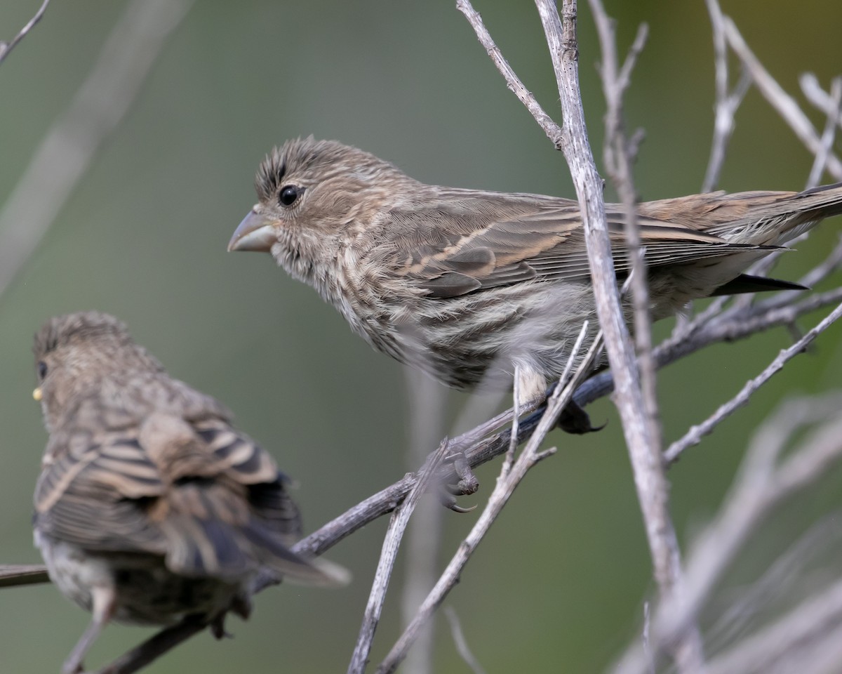 House Finch - ML620764177