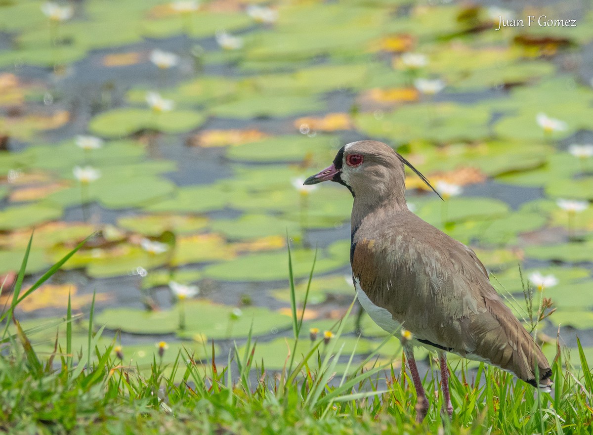 Southern Lapwing - ML620764183