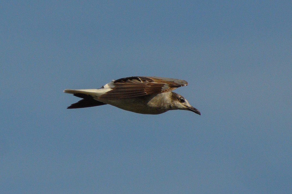 Mouette atricille - ML620764184