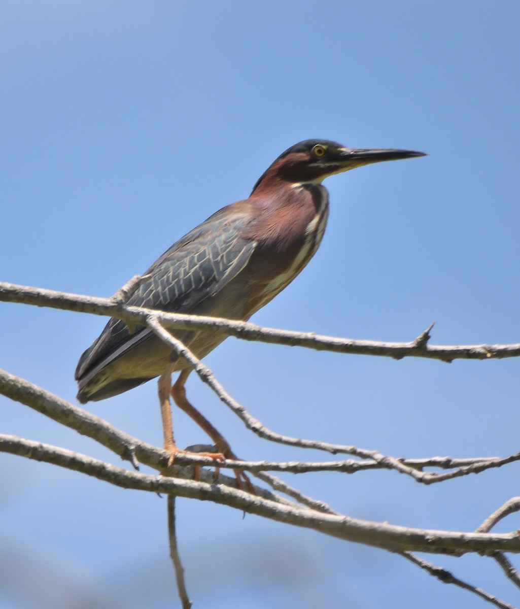 Green Heron - ML620764185