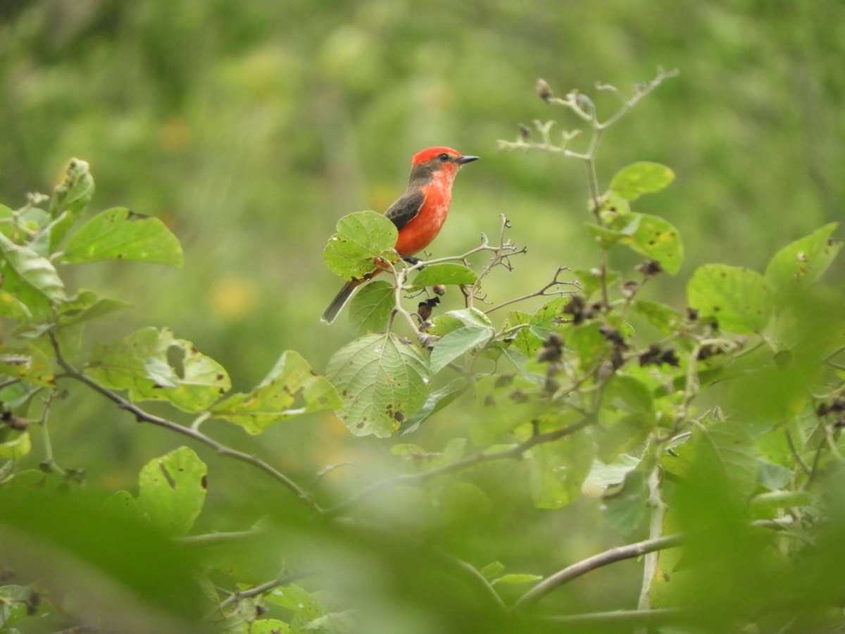 Vermilion Flycatcher - ML620764187