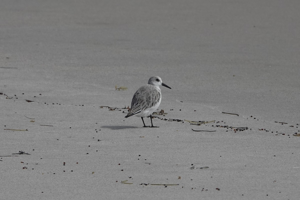 Bécasseau sanderling - ML620764188