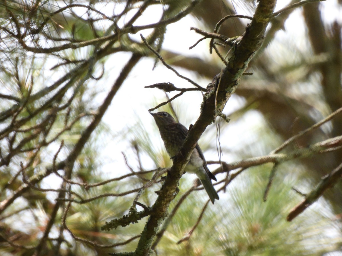 Eastern Bluebird - ML620764190