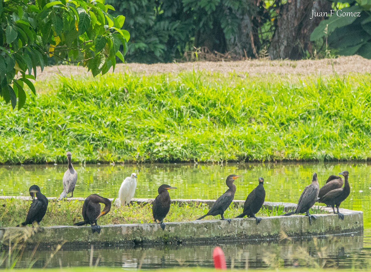 Neotropic Cormorant - ML620764192