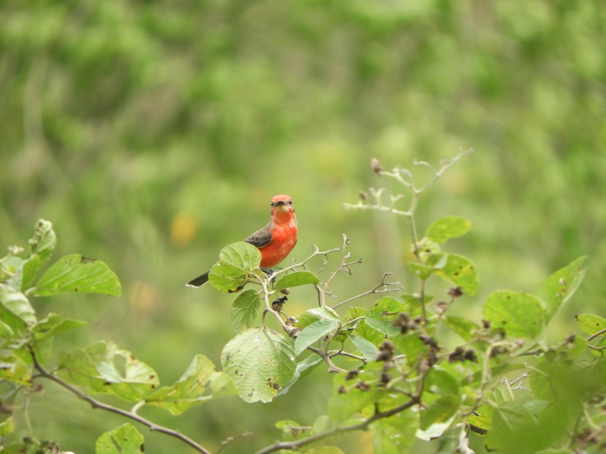 Vermilion Flycatcher - Jacob Santos