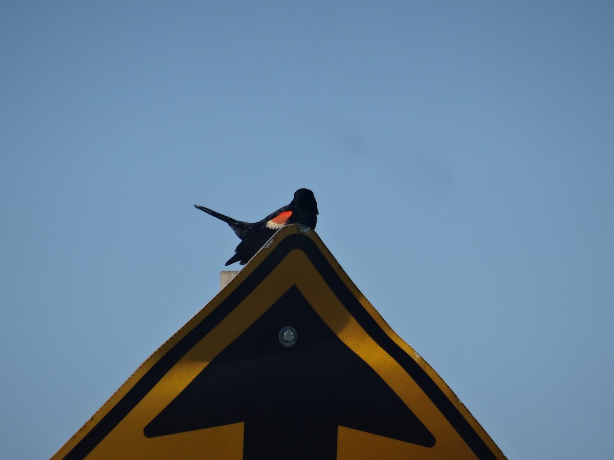 Red-winged Blackbird (Red-winged) - ML620764195